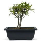 Ficus Neriifolia 4 - Twin Trunk