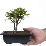 Ficus Neriifolia 4 - Twin Trunk