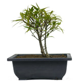 Ficus Neriifolia 4 - Twin Trunk