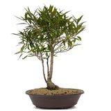 Ficus Neriifolia 7