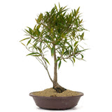 Ficus Neriifolia 8