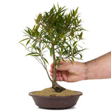 Ficus Neriifolia 8