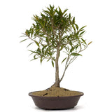 Ficus Neriifolia 8