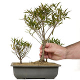 Ficus Neriifolia 9