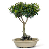 Ficus Too Little Bonsai  1