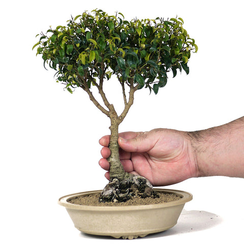 ficus bonsai trees for sale Ficus Too Little Bonsai 1 – Stone Lantern