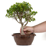 Ficus Too Little Pre Bonsai  10