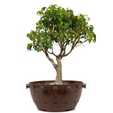 Ficus Too Little Pre Bonsai  10