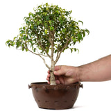 Ficus Too Little Pre Bonsai  11