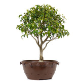 Ficus Too Little Pre Bonsai  11