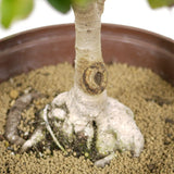 Ficus Too Little Pre Bonsai  11