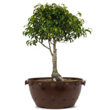 Ficus Too Little Pre Bonsai  12