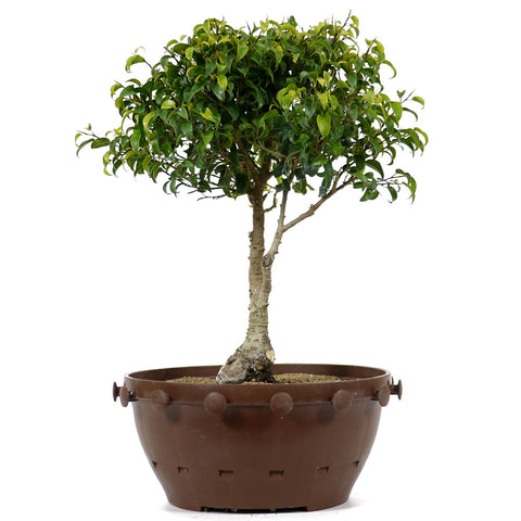 buy pre bonsai trees Ficus Too Little Pre Bonsai 12 – Stone Lantern