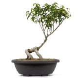 Ficus Too Little Bonsai  13