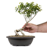 Ficus Too Little Bonsai  13