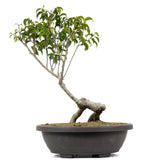 Ficus Too Little Bonsai  13