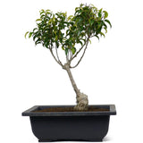 Ficus Too Little Bonsai  14