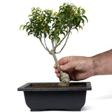 Ficus Too Little Bonsai  14