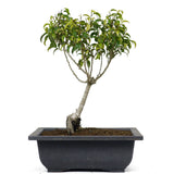 Ficus Too Little Bonsai  14