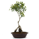 Ficus Too Little Bonsai  15