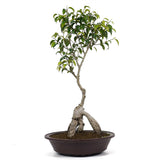 Ficus Too Little Bonsai  15