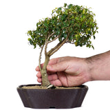 Ficus Too Little Bonsai  2