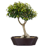 Ficus Too Little Bonsai  3