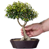 Ficus Too Little Bonsai  3