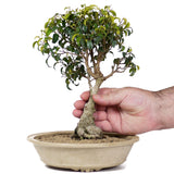 Ficus Too Little Bonsai  5