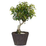 Ficus Too Little Bonsai  6