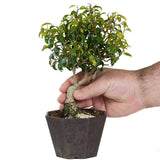 Ficus Too Little Bonsai  6