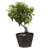 Ficus Too Little Bonsai  6