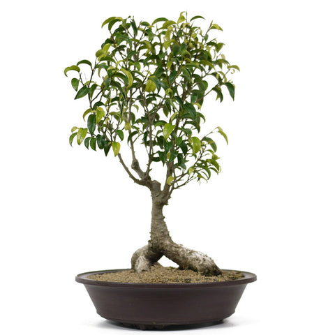 Ficus Too Little Bonsai  8