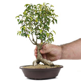 Ficus Too Little Bonsai  8