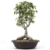 Ficus Too Little Bonsai  8