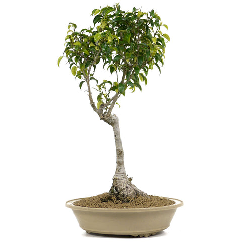 the ratio of the height of a bonsai ficus tree Ficus Too Little Bonsai 9