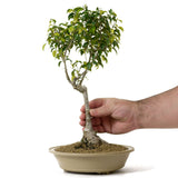 Ficus Too Little Bonsai  9