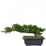 Dwarf Japanese Garden Juniper 4