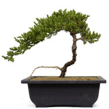 Dwarf Japanese Garden Juniper 10