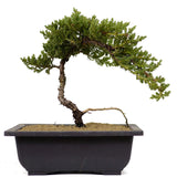 Dwarf Japanese Garden Juniper 10