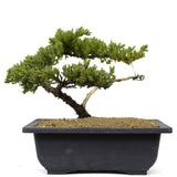 Dwarf Japanese Garden Juniper 11