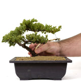 Dwarf Japanese Garden Juniper 11