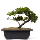 Dwarf Japanese Garden Juniper 11