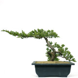 Dwarf Japanese Garden Juniper 13