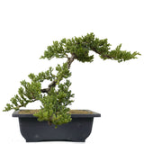 Dwarf Japanese Garden Juniper 13