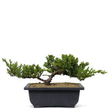 Dwarf Japanese Garden Juniper 14