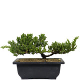 Dwarf Japanese Garden Juniper 14