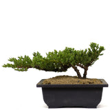 Dwarf Japanese Garden Juniper 15