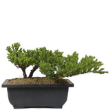 Dwarf Japanese Garden Juniper 15