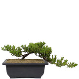 Dwarf Japanese Garden Juniper 16